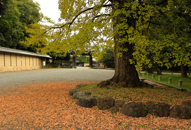 京都御苑　銀杏